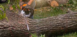 How Our Tree Care Process Works  in  Winter Park, FL