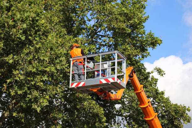 Winter Park, FL Tree Removal Company