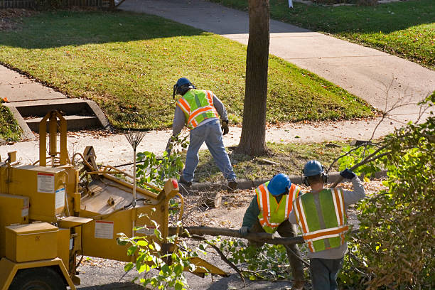 Best Sod Installation  in Winter Park, FL